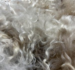 Dakota Pygoras Buckeye Fiber Color White Fiber Type A