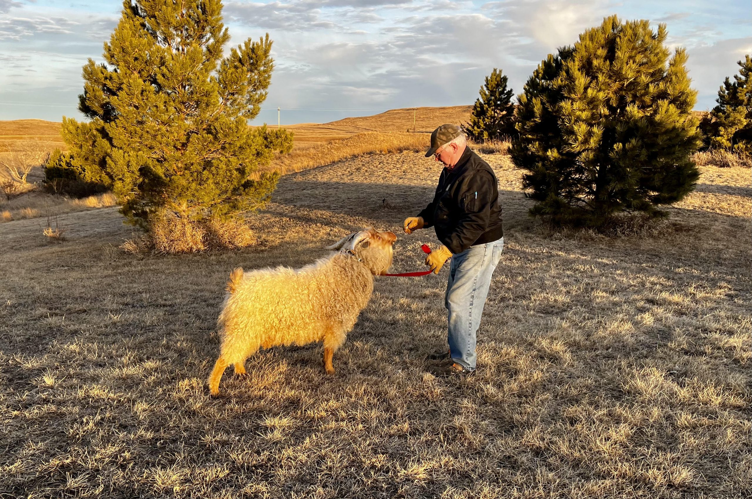 Norman and Denny - full fleece photo time - 3-12-2024