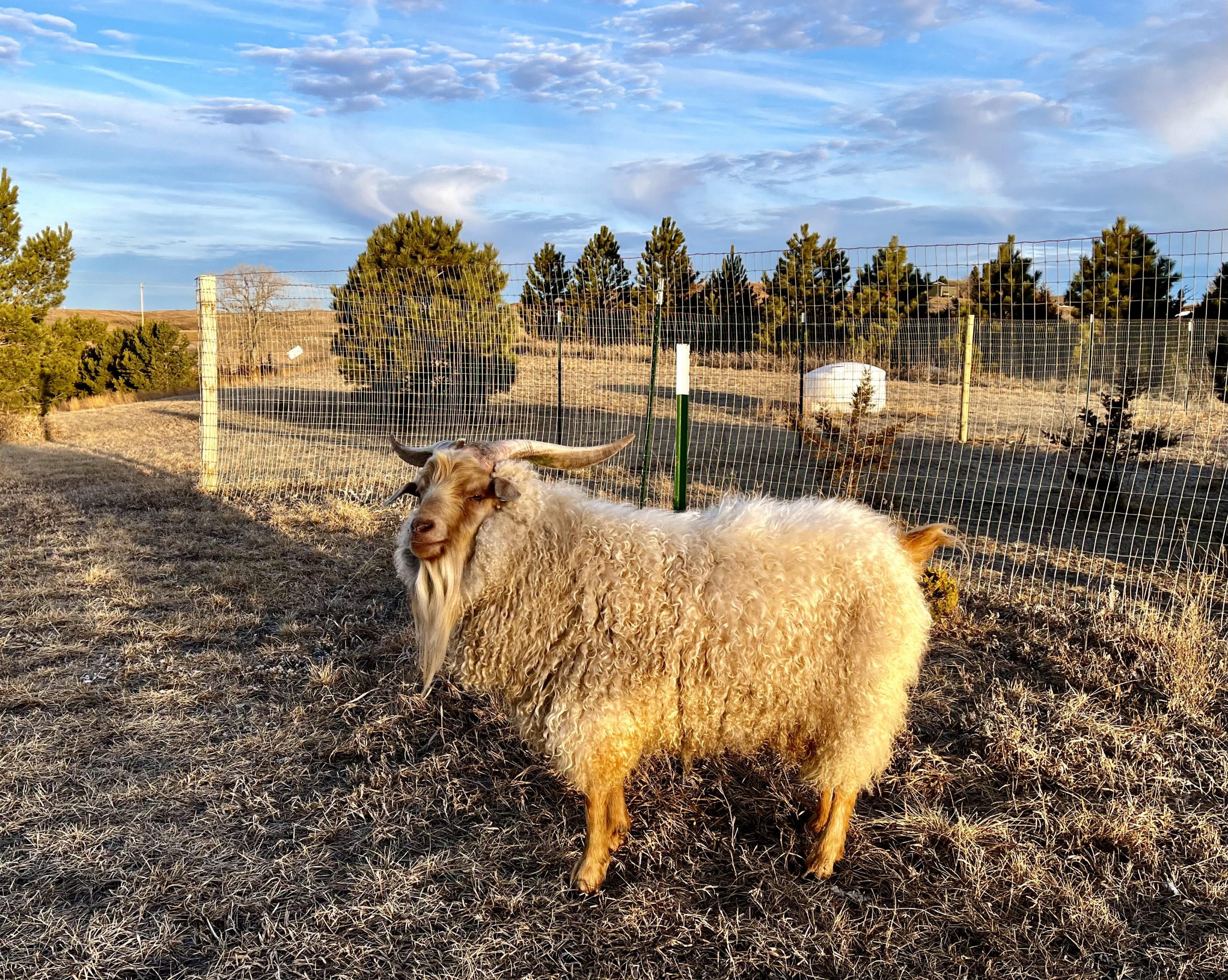 Ready for winter shearing